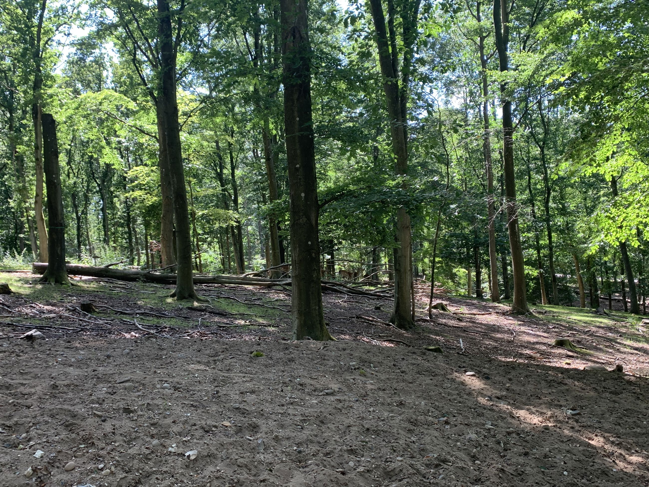 Dådyr i Randers Dyrehave