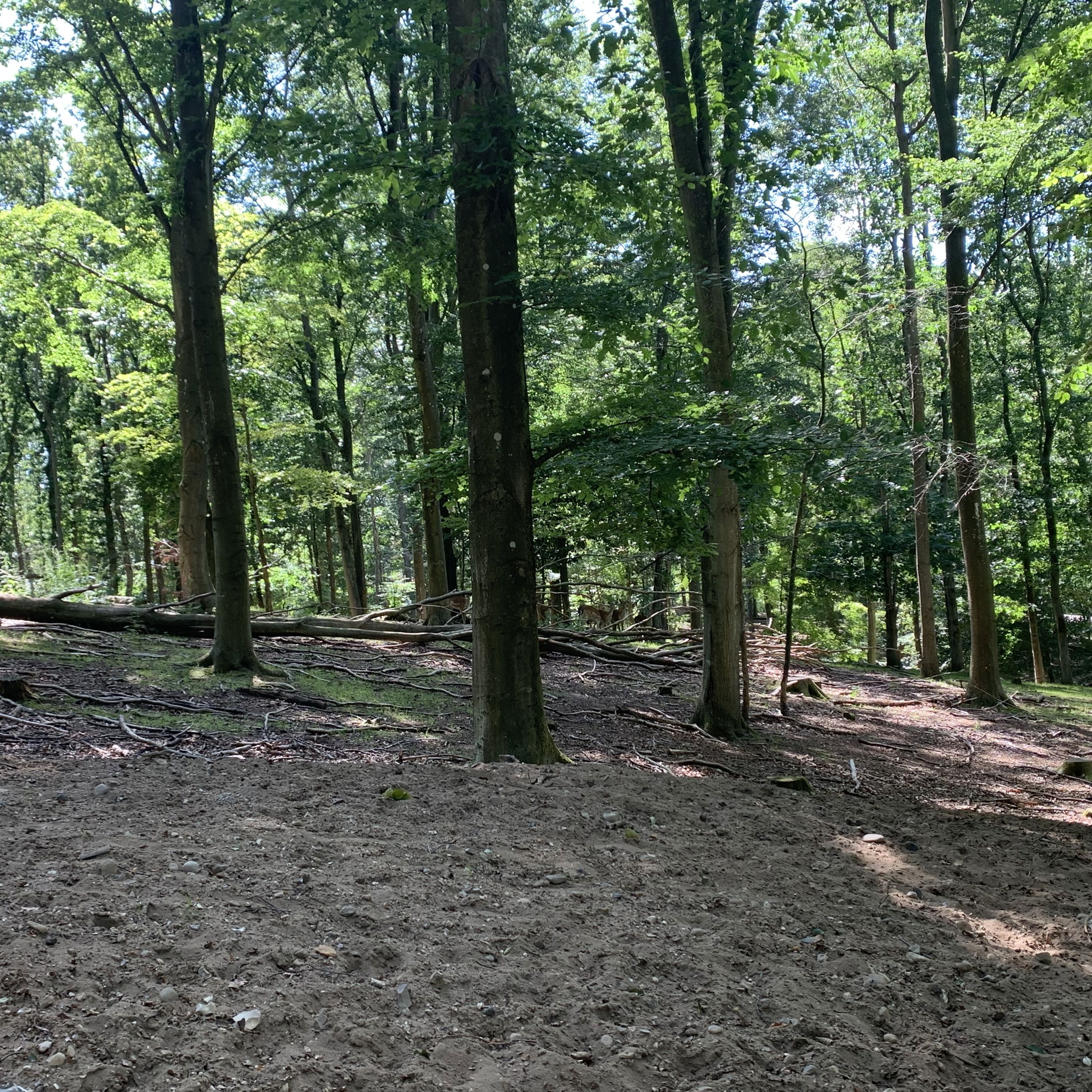 Dådyr i Randers Dyrehave