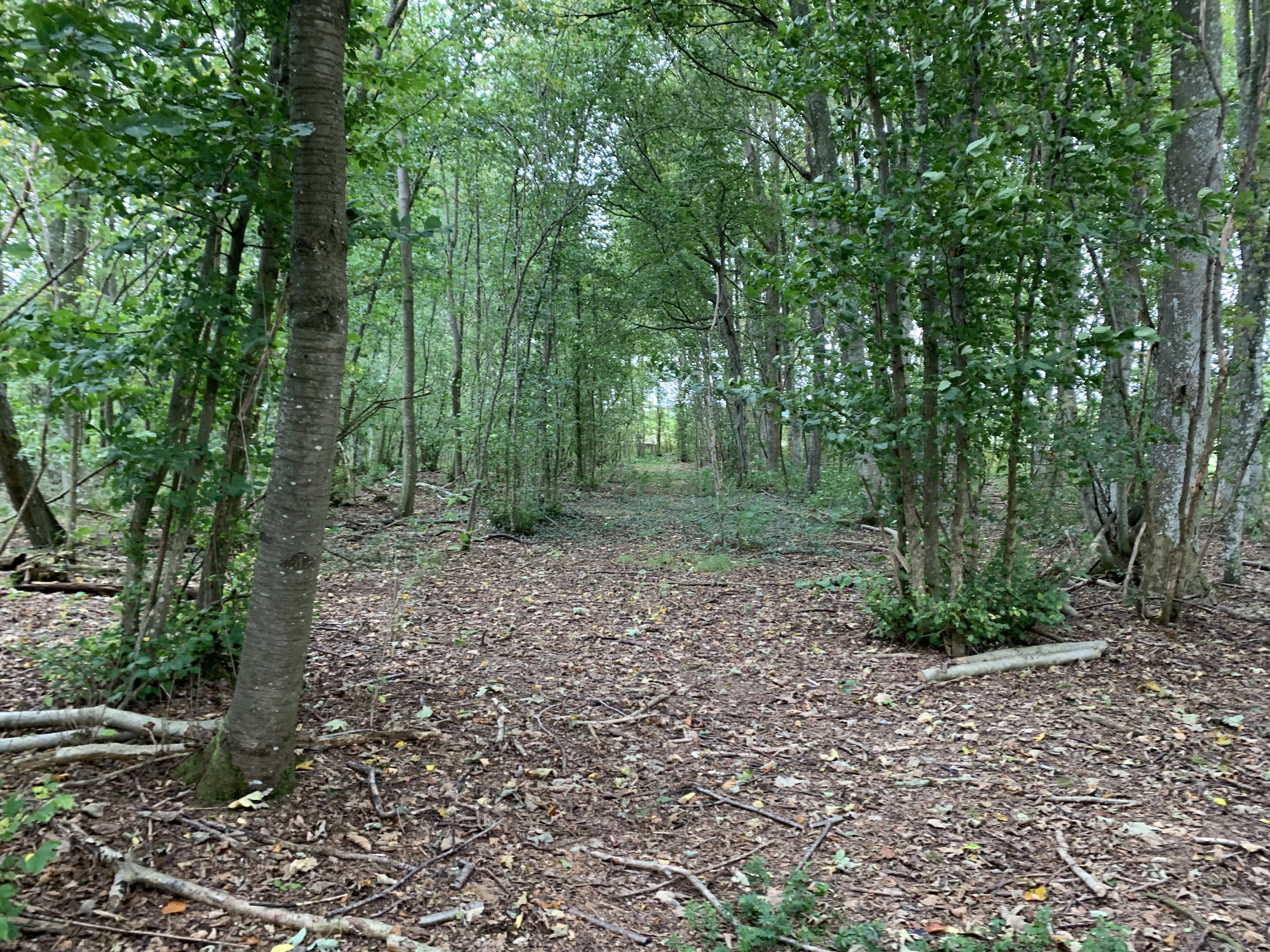 Skov i området ved Gallemosen