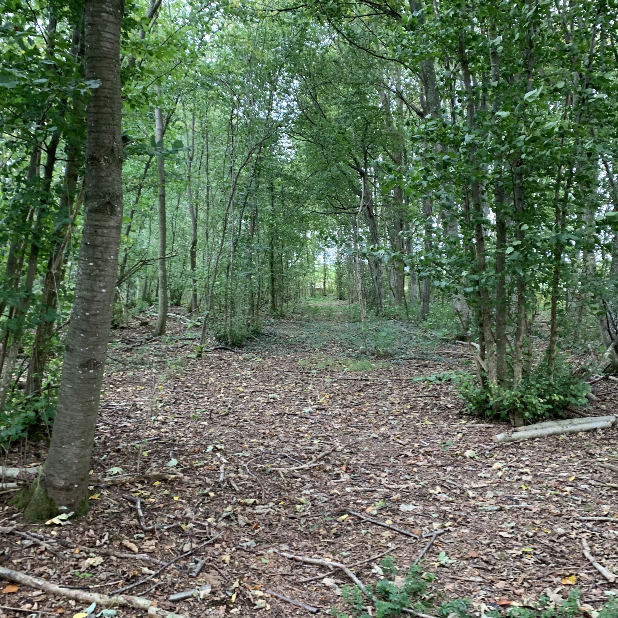 Skov i området ved Gallemosen