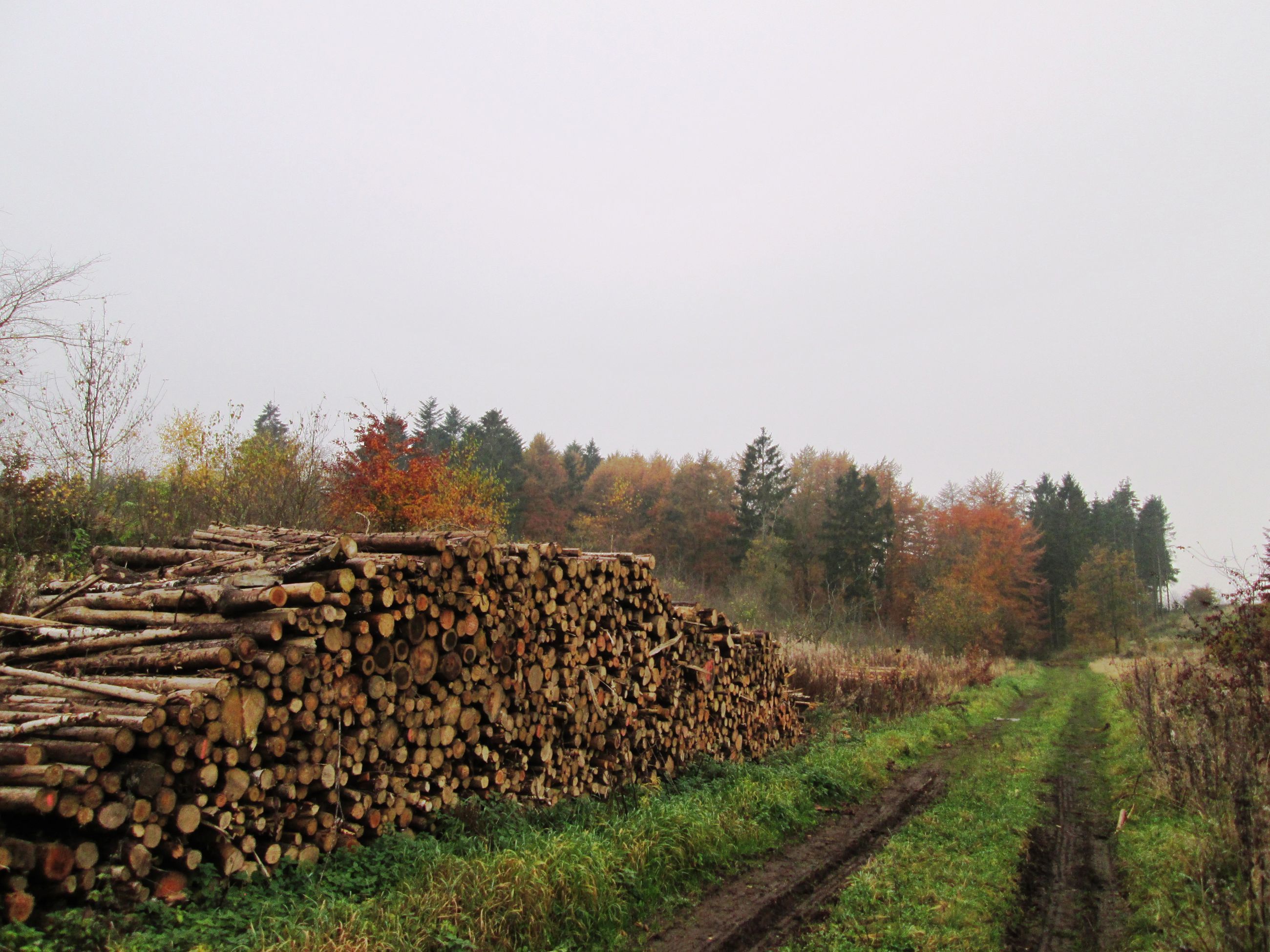 Sti ved brændestabel