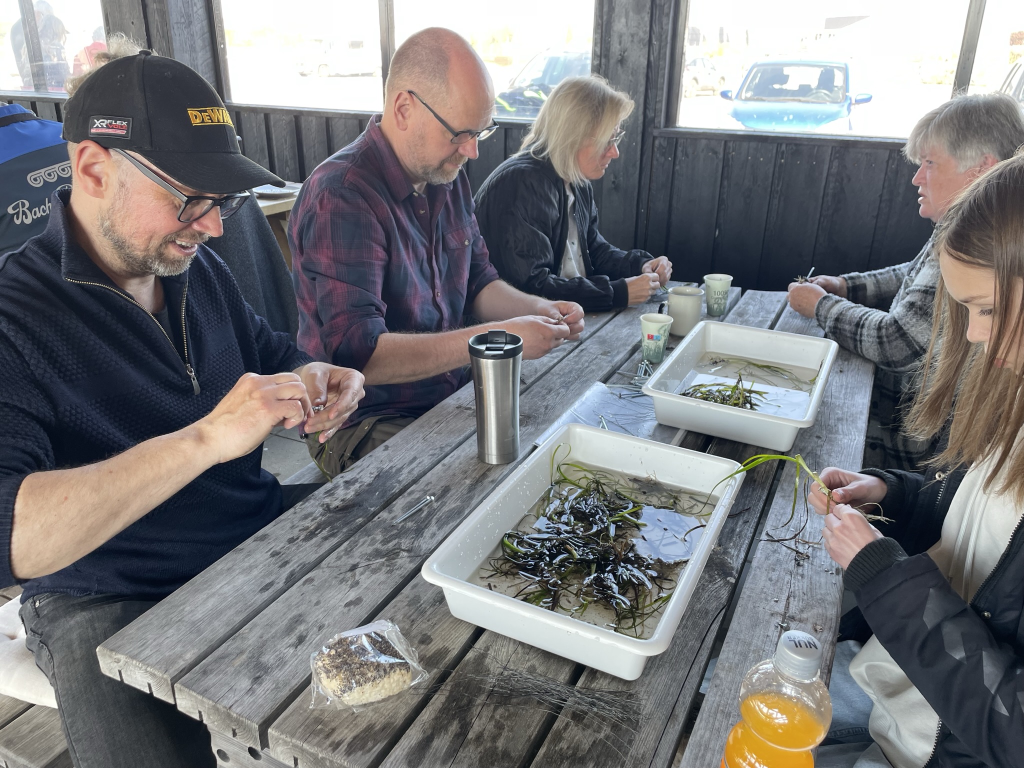 Personer med ålegræs