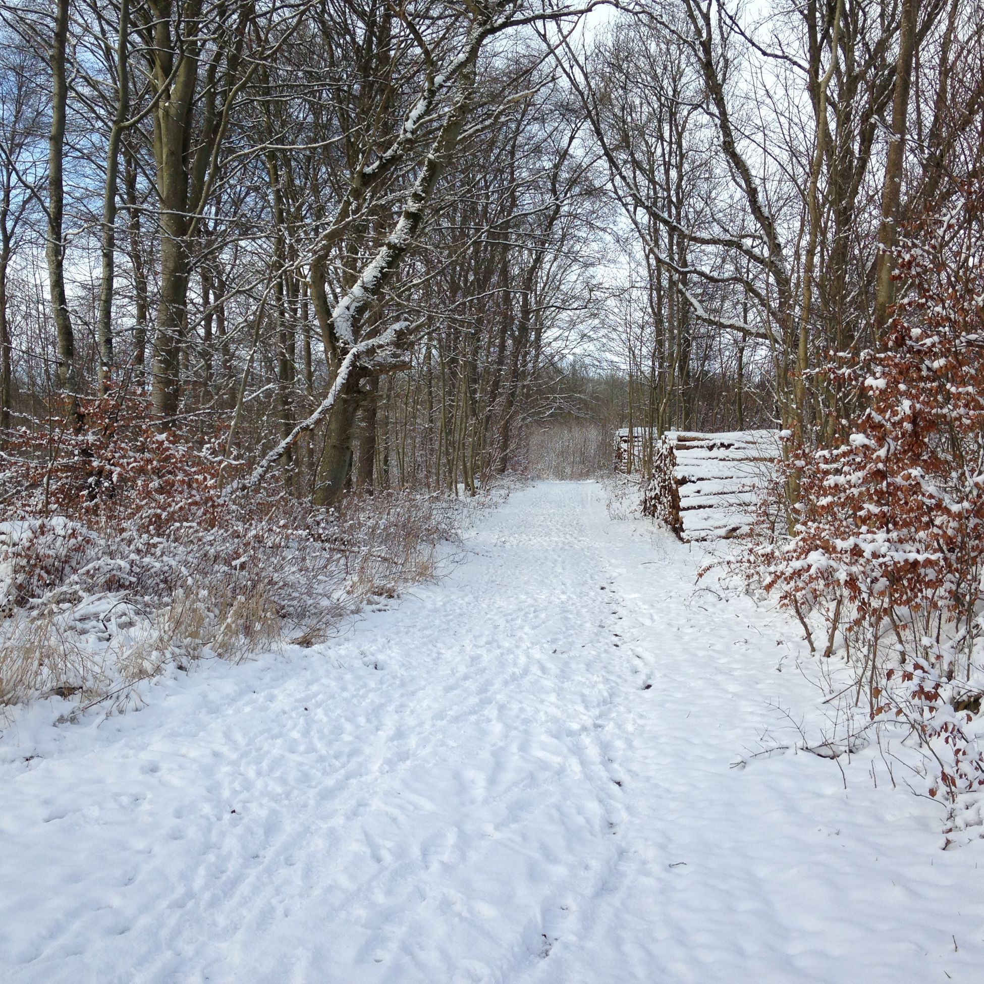 På travetur i lodsens fodspor - sti blandt træer